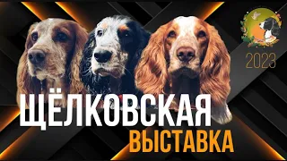 Щелковская выставка охотничьих собак 2023!