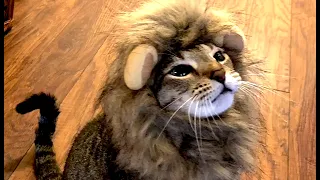 CAT LOOKS CUTE IN HIS LION COSTUME 🦁 for Halloween