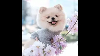 tiktok chó phốc sóc mini 😍 Funny and Cute Pomeranian #6