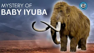 Mammoth resurrection - Story Of Mysterious Ice Age Baby Mammoth