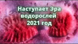 Наступает эра водорослей 2021 год.  Опасные водоросли ускоряют таяние льдов