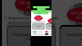 The endothelial glycocalyx and how it prevents cardiovascular disease, hypertension & dementia