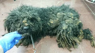 Terribly Matted Dog Gets A New Chance For A Better Life