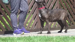 Dogo Canario Hündin Asha aus Maxi & Butze 6 Monate Alt.