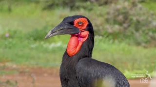 ПТИЦЫ АФРИКИ. Birds of Africa