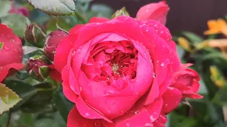 Роза Флорентина 🌹 Rosa Florentina🌹🍃