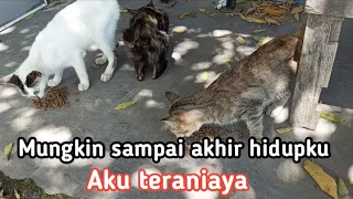 Kasian sekali nasibnya. Kucing kampung menderita di tempat pembuangan. Siapa yg mau ngasih makan ???