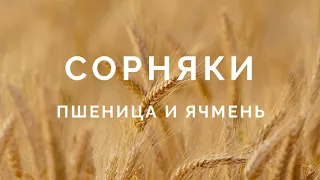 Сорняки на зерновых Эгилопс, Осот, Амброзия