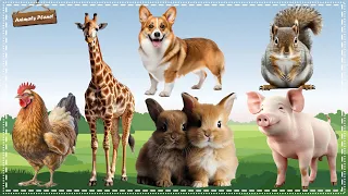 The Funniest Animal Sounds on Earth: Puppy ,Giraffe, Chicken, Rabbit, Pig, Squirrel