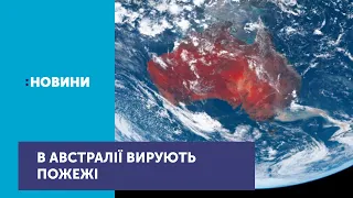 В Австралії через пожежі загинуло півмільярда тварин