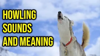 10 Dog Breeds Howling Sounds And Meaning/ Amazing Dogs