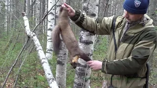 Охота на куницу сезон18/19г. или Случайная охота. Hunting for marten.