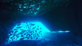 Maui Dive-Mala Pier