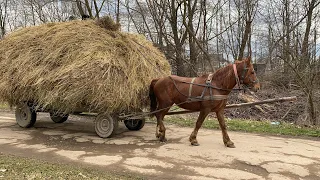 Возим Сіно Домашнім Коником Коні Ваговози Коні В Україні