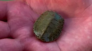 The red-eared slider or red-eared terrapin