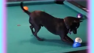 Cute Little Dog Plays Pool