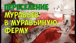 Переселение муравьев в муравьиную ферму