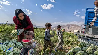 A Resilient Mother's Journey: Watermelon Harvest | LAST PART