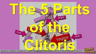 The Five Parts of the Clitoris