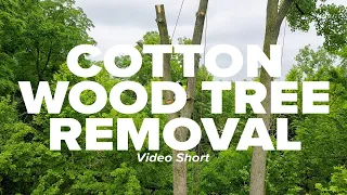 Cottonwood Tree Removal Short