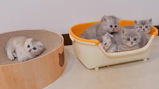 A kitten that charges energy in 10 seconds and starts playing is so cute.