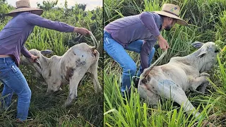 SALVANDO O BEZERRO MAIS FRACO DA FAZENDA😰