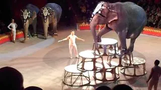 Elephants of The National Circus of Ukraine