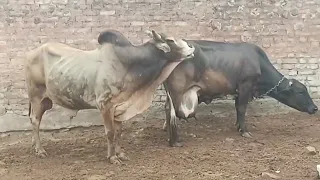 First time Cow mating with Big Bull | Animal mating | sab kuch