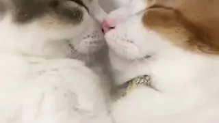 Милейшее видео про обнимашки и любовь котиков.