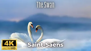 Saint-Saëns - The Swan / Le cygne 4K
