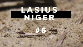 Lasius niger #6 I Ende der Winterruhe