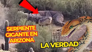 SERPIENTE GIGANTE EN ARIZONA (LA VERDAD)