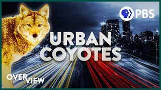 What Are Wild Coyotes Doing in the Big City?