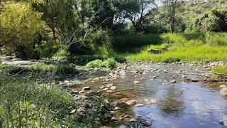 cuanta tilapia entre las piedras del rio una iguana negra lobitruchas y bagres