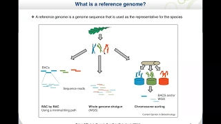 Crop genome assembly