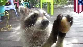 Cute raccoon: Rocksy the Raccoon uses rock to knock on door and beg for cat food - TomoNews