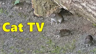 Cat TV ~ Mice Squeaking Videos for Cats 🐭 Video Produced by Paul Dinning