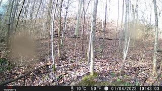 Trail Cam Video Squirrels 2 - January 4 2023