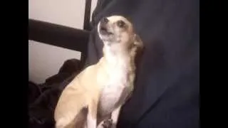 Singing Chihuahua Dog