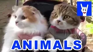 Animals, животные [Best Coub #1]