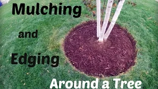 Lawn Update 32 - How To Mulch and Edge Around A Tree