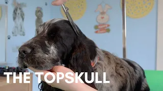 TRIMMING THE HEAD | THE BASICS | DOG GROOMING