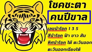 ดวงชะตา ปีขาล ปี พ.ศ. 2505 - 2517 - 2529 - 2541 - 2553 - 2565 ผู้ชายปีขาล ผู้หญิงปีขาล