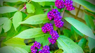 How to Make American BeautyBerry Jam | Edible Landscape