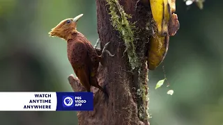 PBS Nature Woodpeckers: The Hole Story - Preview