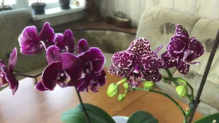 Орхидеи Дикий кот Каменная Роза  (уход и цветение )