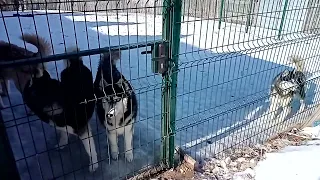 Хаски Нэбби съездил в ветклинику на осмотр, и ему там понравилось. Теперь тянет к калитке