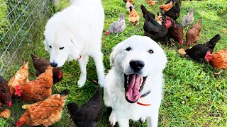 Creating a Polite Chicken Society