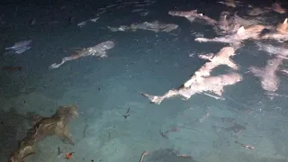 SCARY ! Shark Feeding Maldives / Addaran Hudaranfushi Maldives 2020