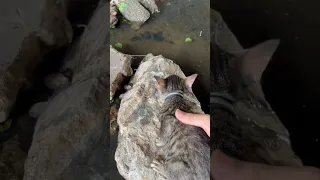 I helped the cat stuck in the sewer 🐈 #cats #pets #catlover #funny #loveanimals #shortvideo #cute